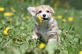 CORGI PEMBROKE 602